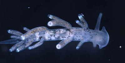 Image of Tenellia adspersa